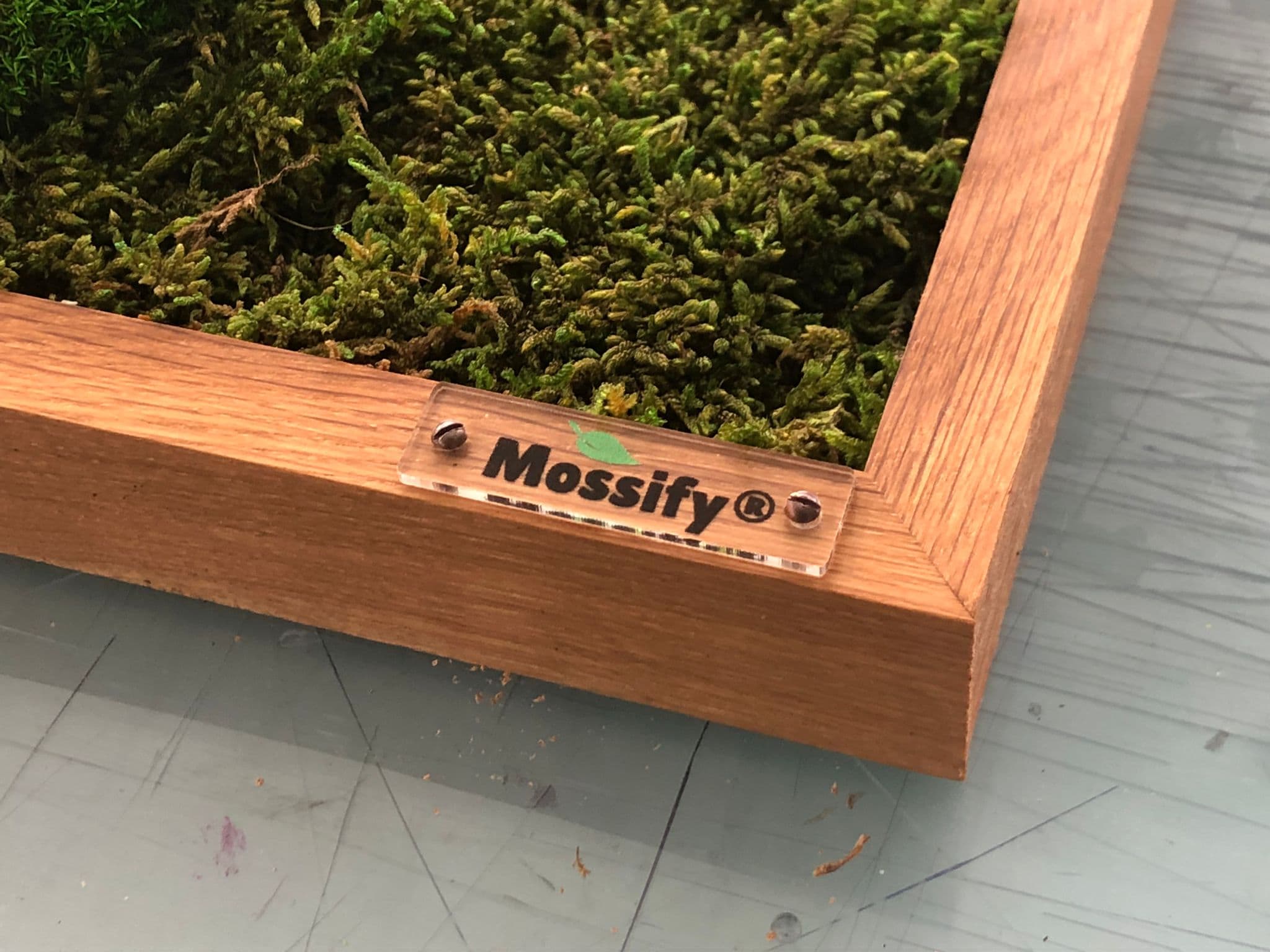 Mossify Logo